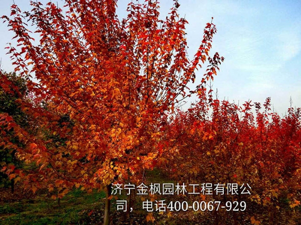 三、購買我們紅楓具體流程是怎么進行的？
