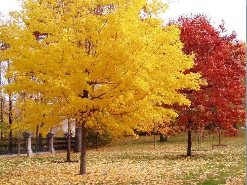 一、我們的紅楓為何能保障在同類產(chǎn)品中價錢低？