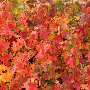 夕陽(yáng)紅紅楓