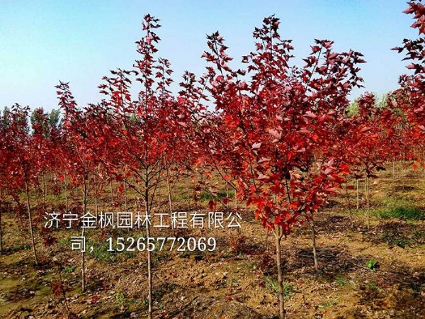 1 怎樣才能更好的收集美國紅楓的種子